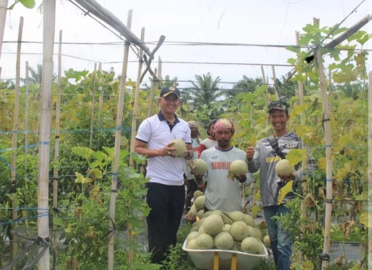Sinergi TNI AL dan Petani, Danlanal Bengkulu Pimpin Giat Penanaman dan Panen di Lahan Ketahanan Pangan
