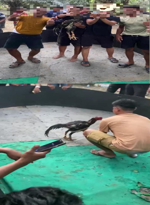 Diduga Kapolsek Pante labu dapat setoran dari judi sabung ayam “Sis Bengkel&Heri”,Diminta Kepada Kapolres dan Kapolda tangkap dan Copot Kapolsek Pante labu
